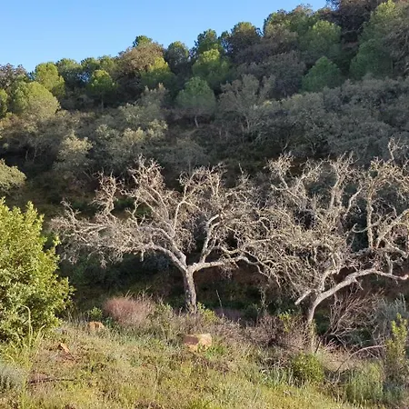 Monte Ferrarias Mesquita
