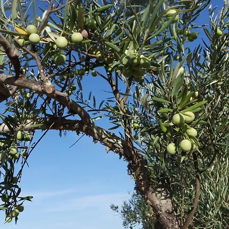 Monte Ferrarias Mesquita