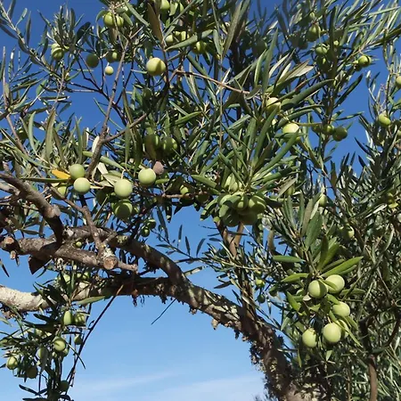 Semesterbostad Monte Ferrarias *