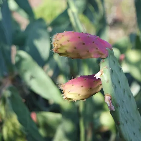 Monte Ferrarias Дом отдыха Mesquita