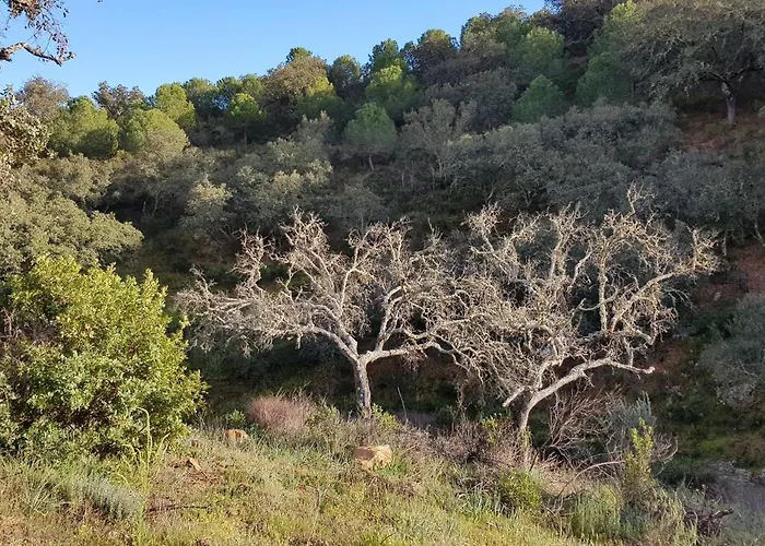 Monte Ferrarias Mesquita