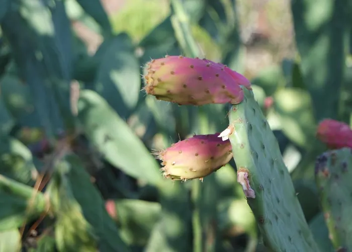 Monte Ferrarias Сasa de vacaciones Mesquita