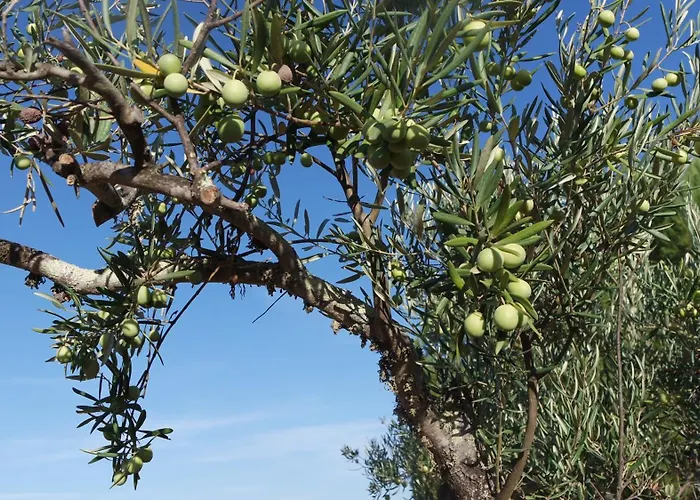 Monte Ferrarias Mesquita