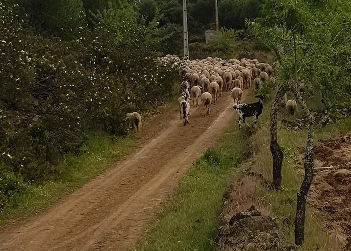 Monte Ferrarias Mesquita